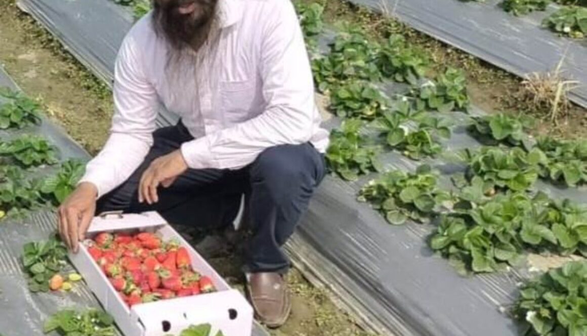 ਅਗਾਂਹਵਧੂ ਕਿਸਾਨ ਸ਼ੇਰੇ ਪੰਜਾਬ ਸਿੰਘ ਕਾਹਲੋਂ ਸਟਰਾਅ ਬੇਰੀ ਦੀ ਫ਼ਸਲ ਤੋਂ ਕਮਾ ਰਿਹਾ ਚੋਖੀ ਆਮਦਨ