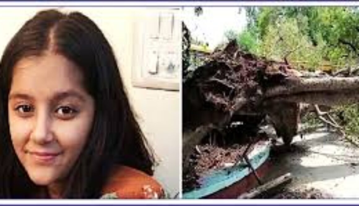 Chandigarh High Court Orders ₹1 Crore Compensation to Family of Student Who Died After Tree Fell