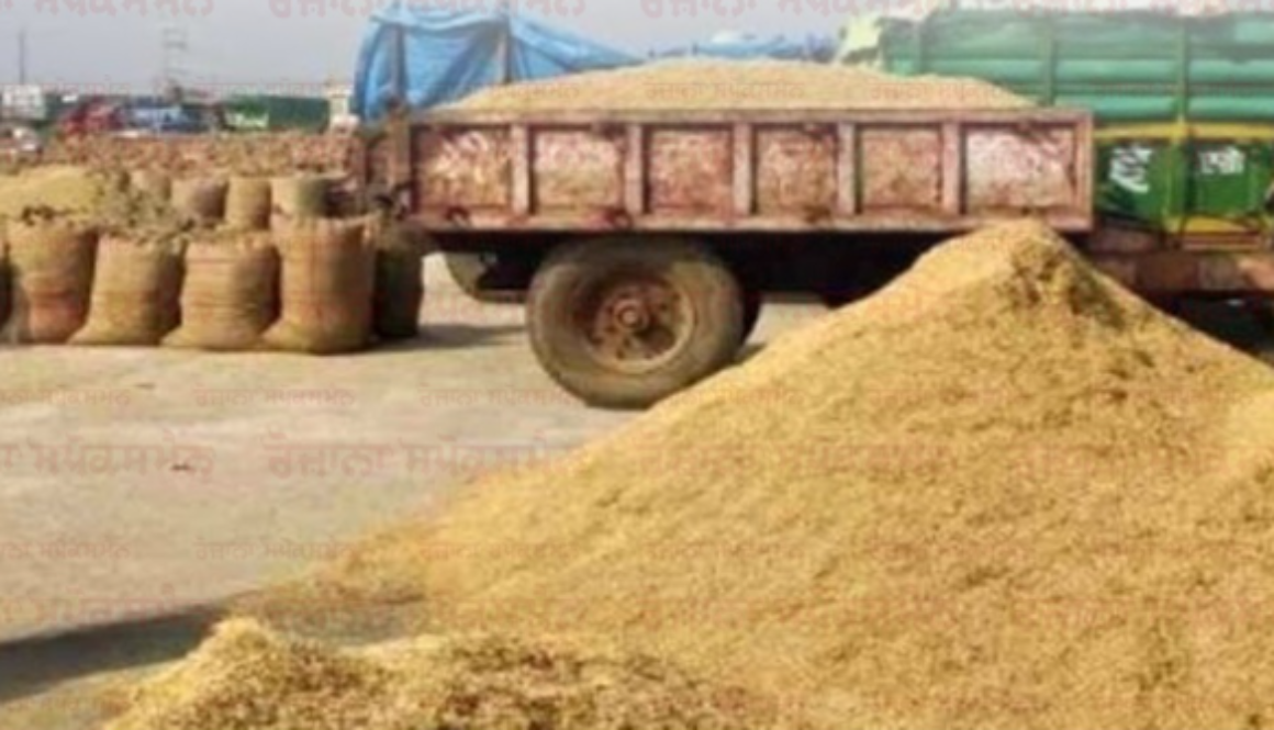 Paddy arrivals speed up in Punjab: Due to heavy rain warnings, farmers have accelerated harvesting; shortage of storage space leaves mill owners disappointed.
