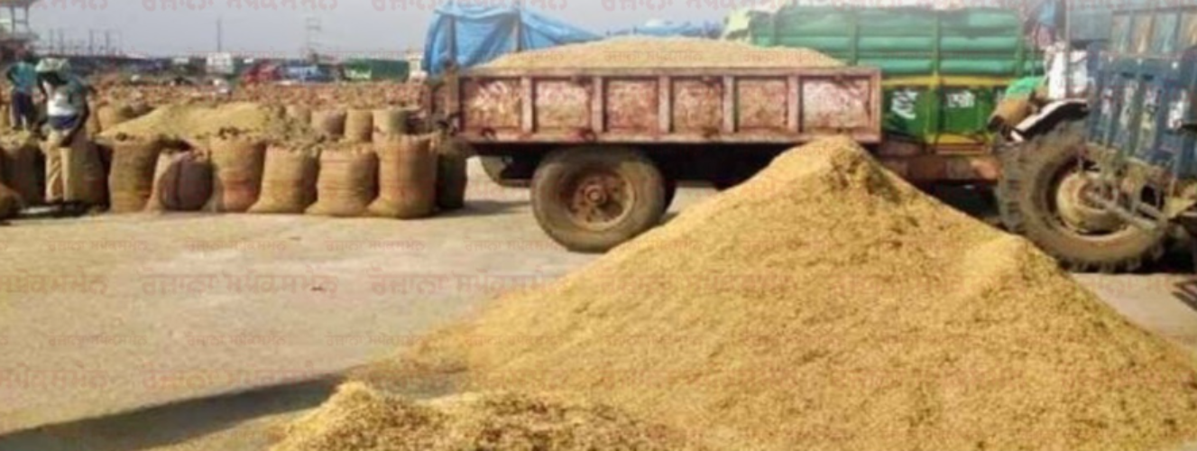 Paddy arrivals speed up in Punjab: Due to heavy rain warnings, farmers have accelerated harvesting; shortage of storage space leaves mill owners disappointed.