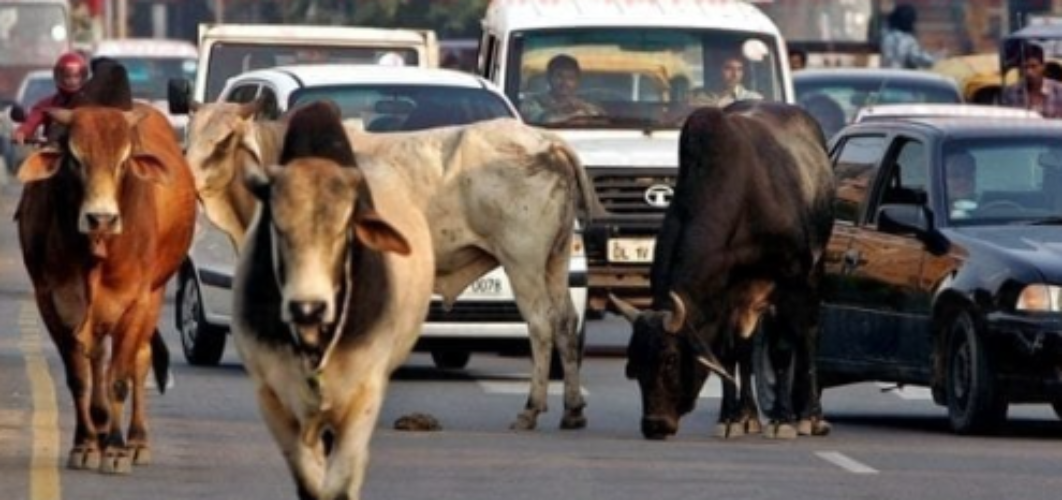 ₹20,000 Fine for Leaving Animals on Roads: Nagar Nigam Imposes New Rule, Auction if Fine Not Paid, Strays to Gau Shala