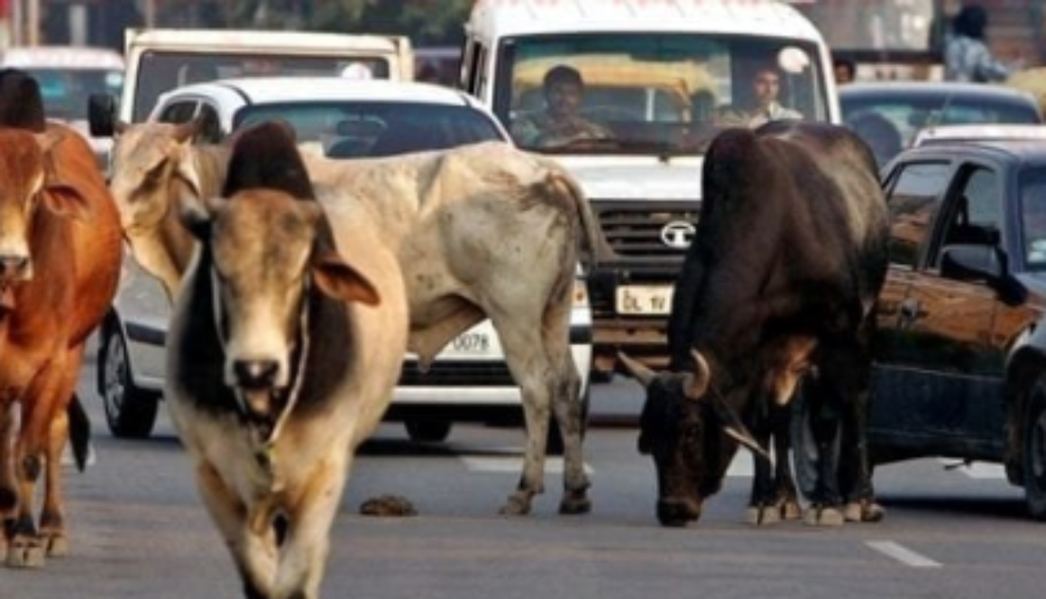 ₹20,000 Fine for Leaving Animals on Roads: Nagar Nigam Imposes New Rule, Auction if Fine Not Paid, Strays to Gau Shala