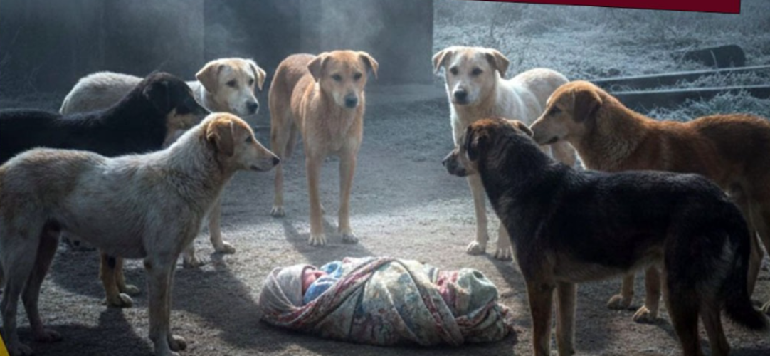 West Bengal: Stray Dogs Guard Abandoned Newborn Through Cold Night – Nabadwip Incident, Doctors Say Dumped Right After Birth