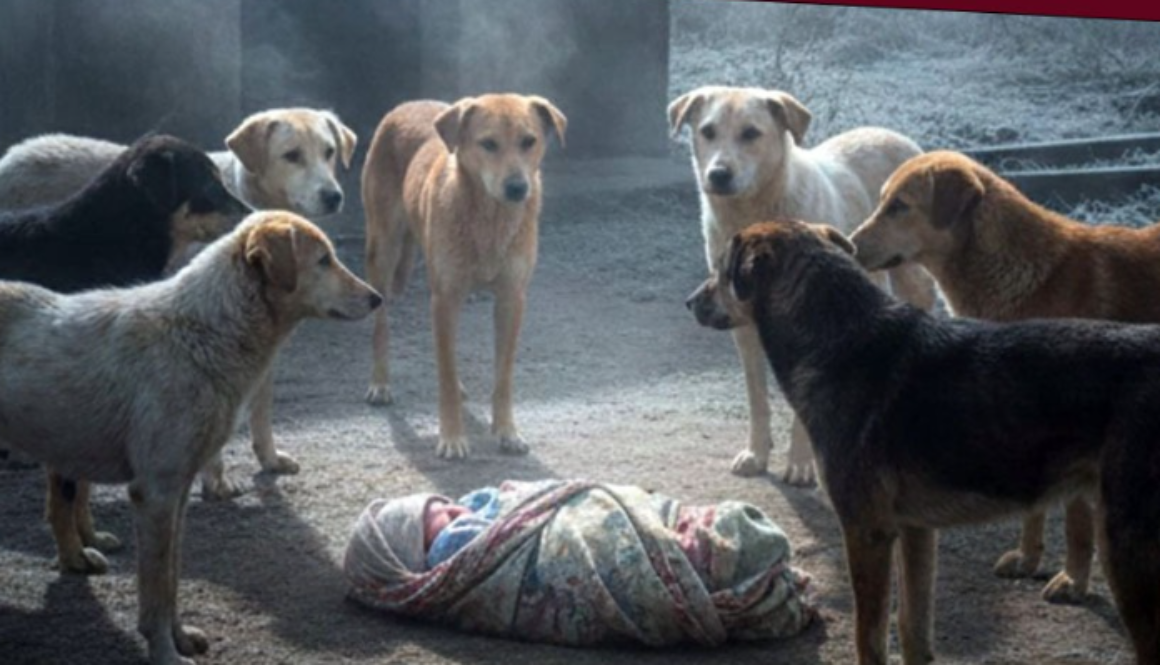 West Bengal: Stray Dogs Guard Abandoned Newborn Through Cold Night – Nabadwip Incident, Doctors Say Dumped Right After Birth
