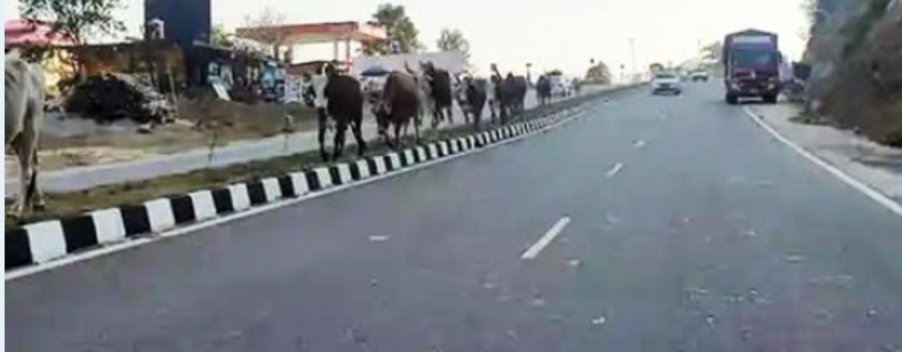 Chandigarh to Dharamshala Journey to Become Easier – NH 503 from Kiratpur Sahib to Nangal to be 4-Laned