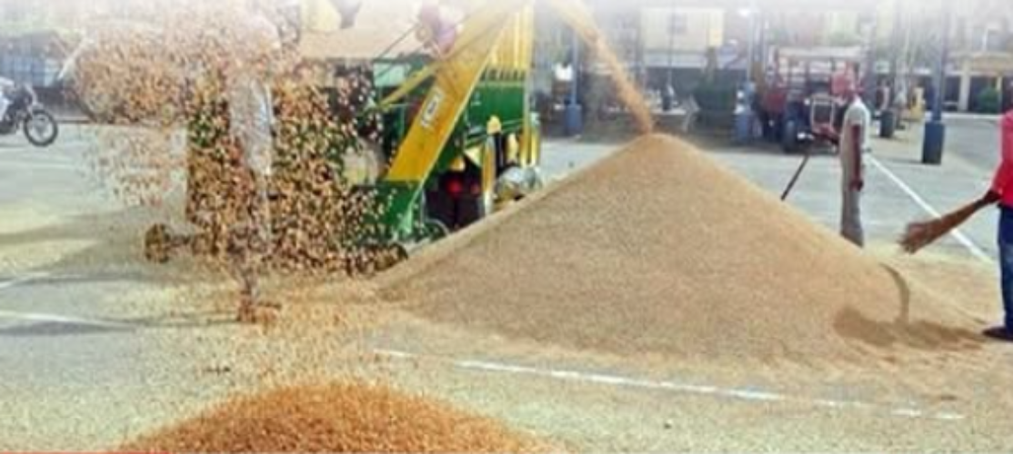 Punjab Wheat Procurement Funds 2026 wheat fields