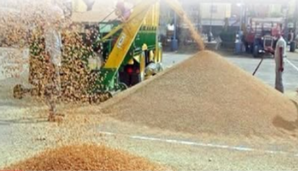 Punjab Wheat Procurement Funds 2026 wheat fields