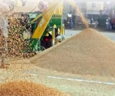 Punjab Wheat Procurement Funds 2026 wheat fields