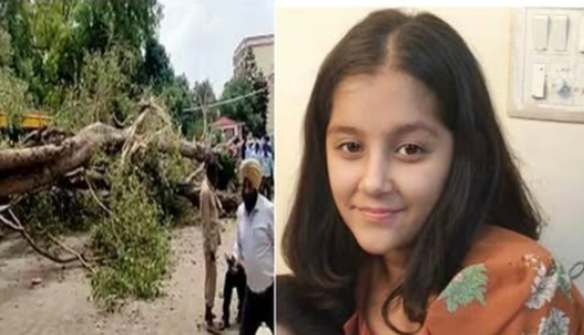 Carmel School Tree Accident Compensation court decision