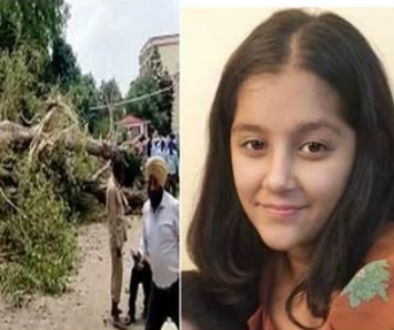 Carmel School Tree Accident Compensation court decision