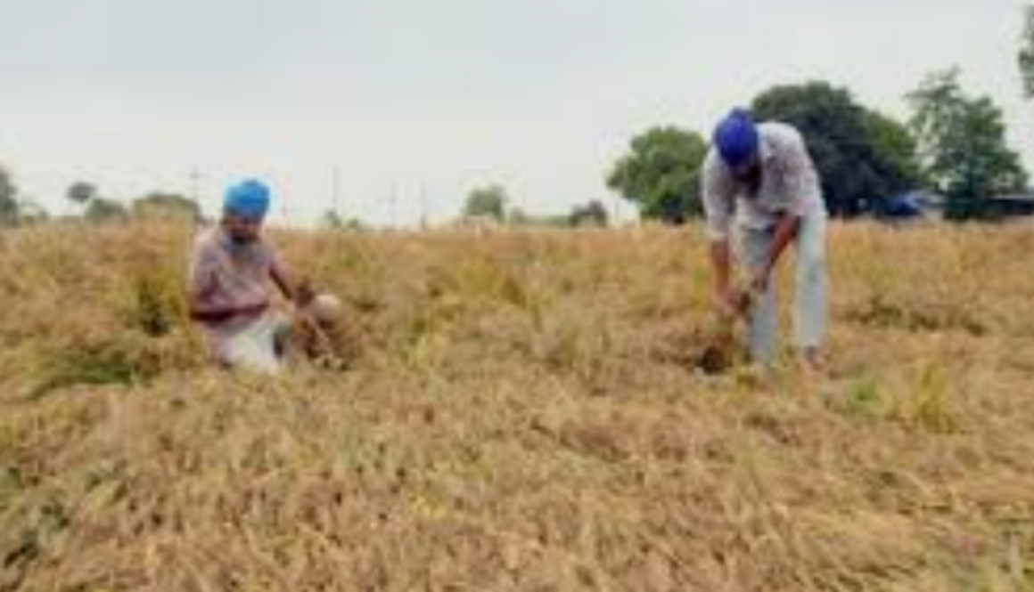Hailstorm damage Punjab farmers crops