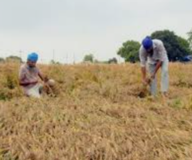 Hailstorm damage Punjab farmers crops