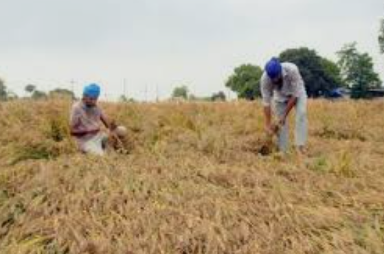 “Rain and Hailstorm Damage Ripe Crops in Punjab, Wheat Affected in Over Half a Dozen Districts”