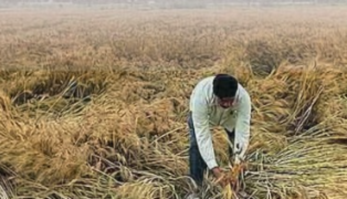 Punjab Rain News crop damage