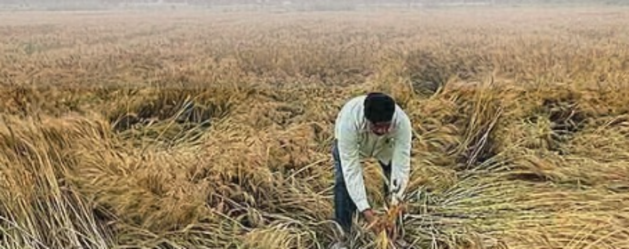 Punjab Rain News crop damage