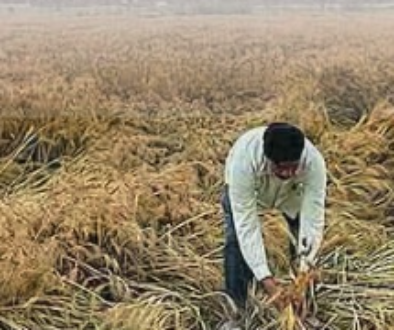Punjab Rain News crop damage