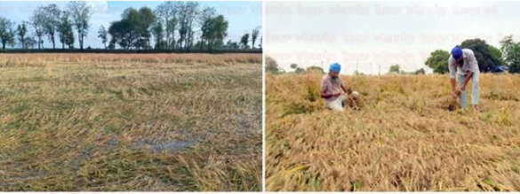 Punjab crop damage rain wheat fields