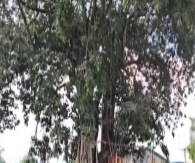 bohar copy