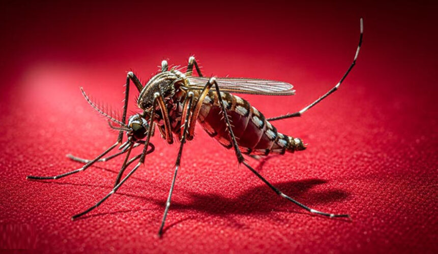 dengue