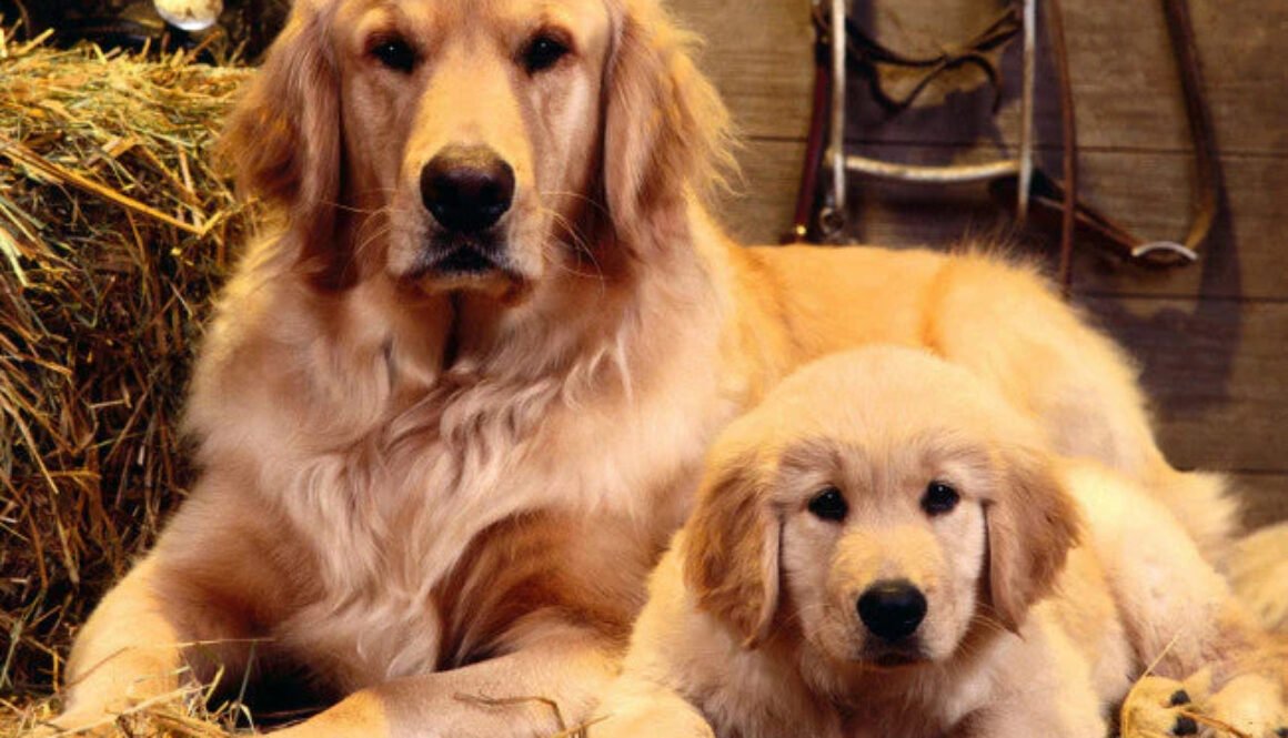 dog copy