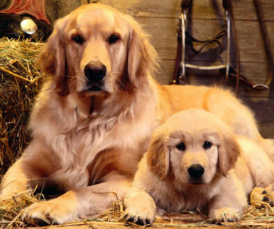 dog copy