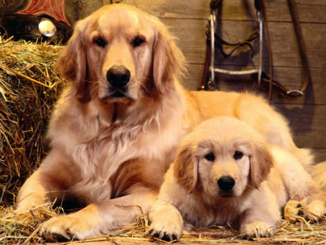 dog copy