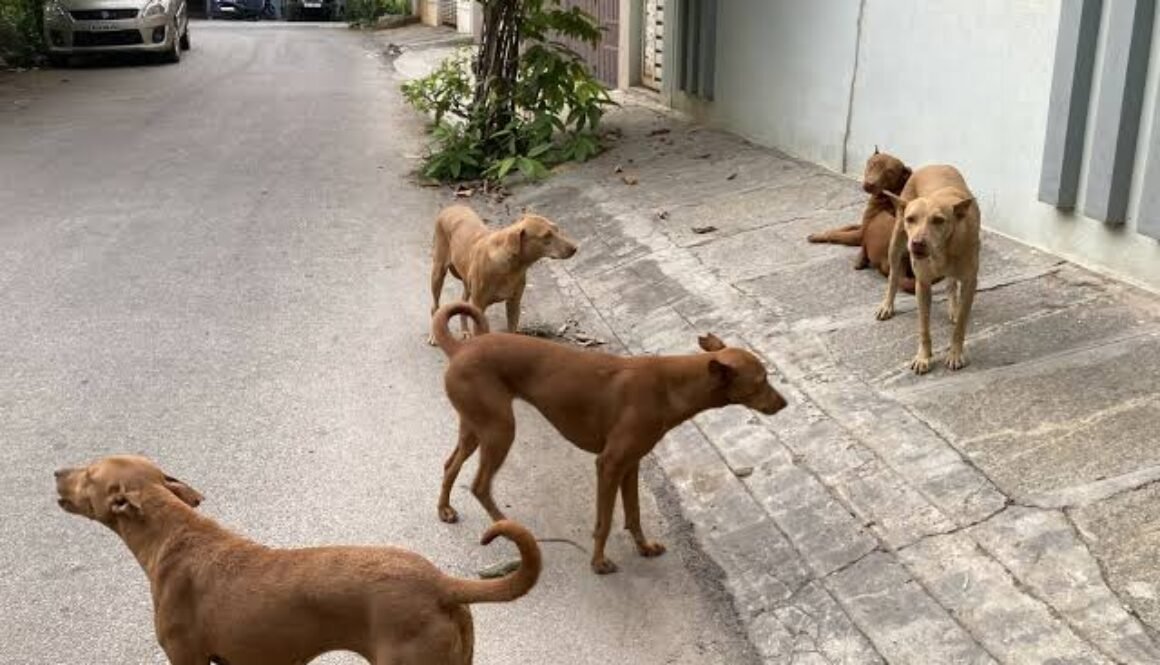 dog street