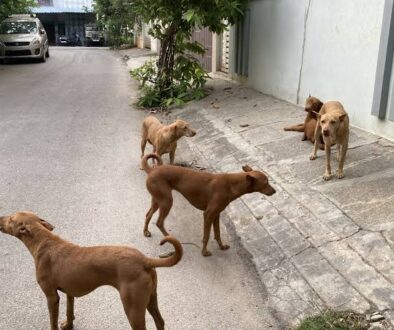 dog street