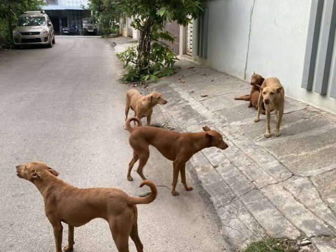dog street
