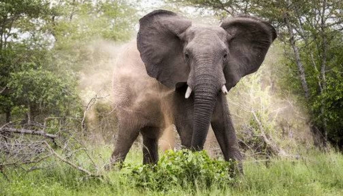 elephant