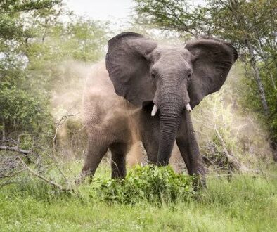 elephant