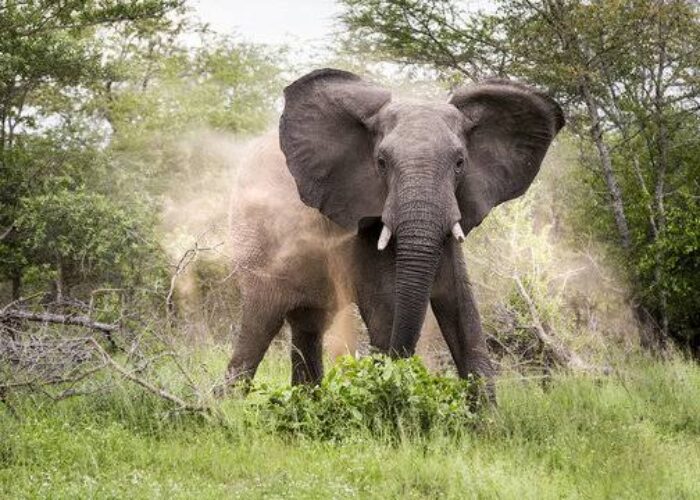 elephant