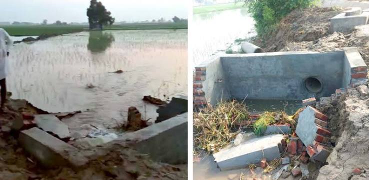 Crop destroyed due to rupture in the watercourse at Ghanoor Jattan