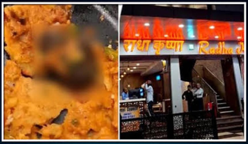 dosa rat