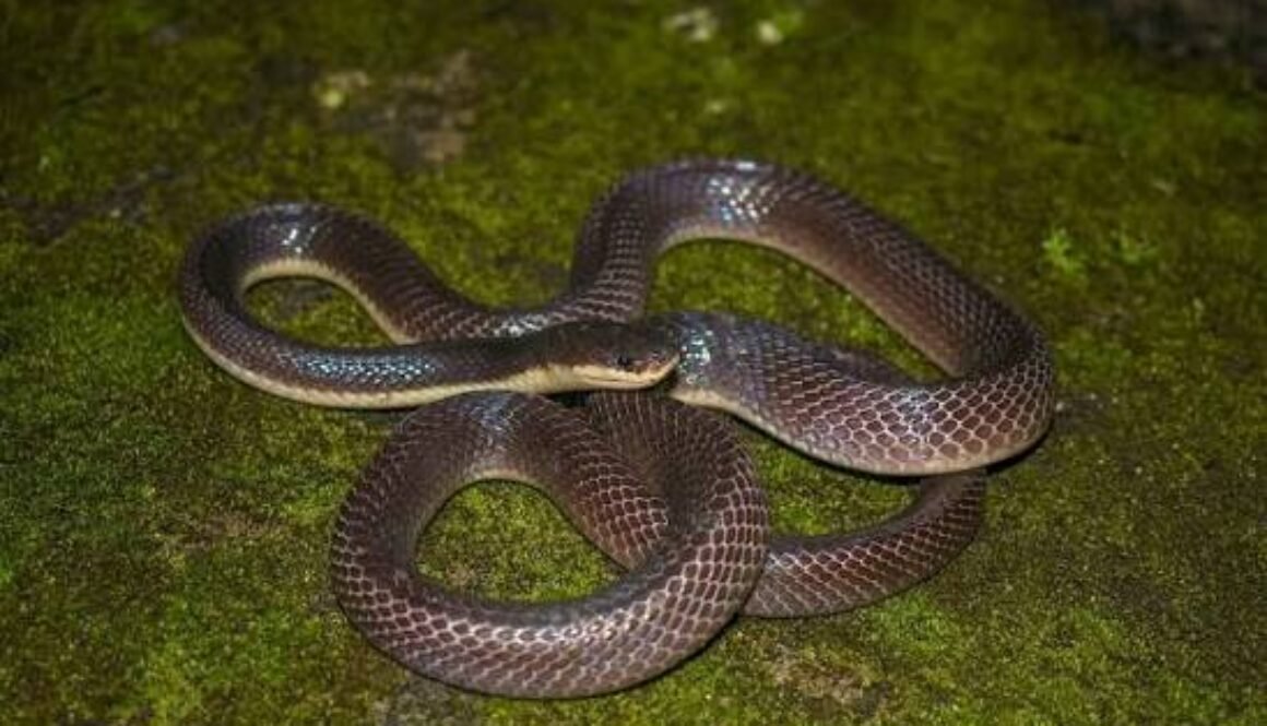 snake