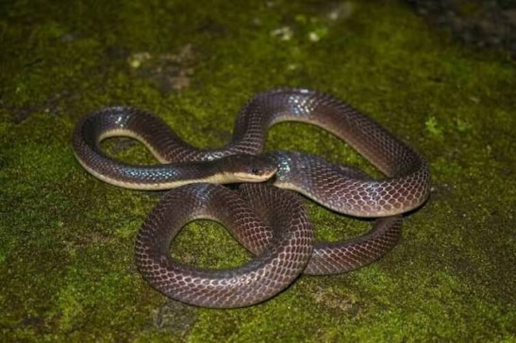 snake
