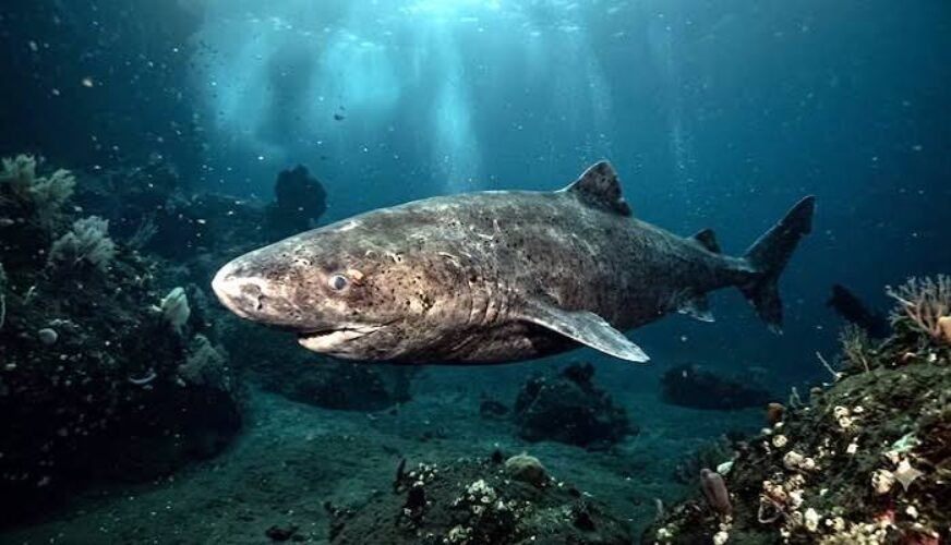 shark